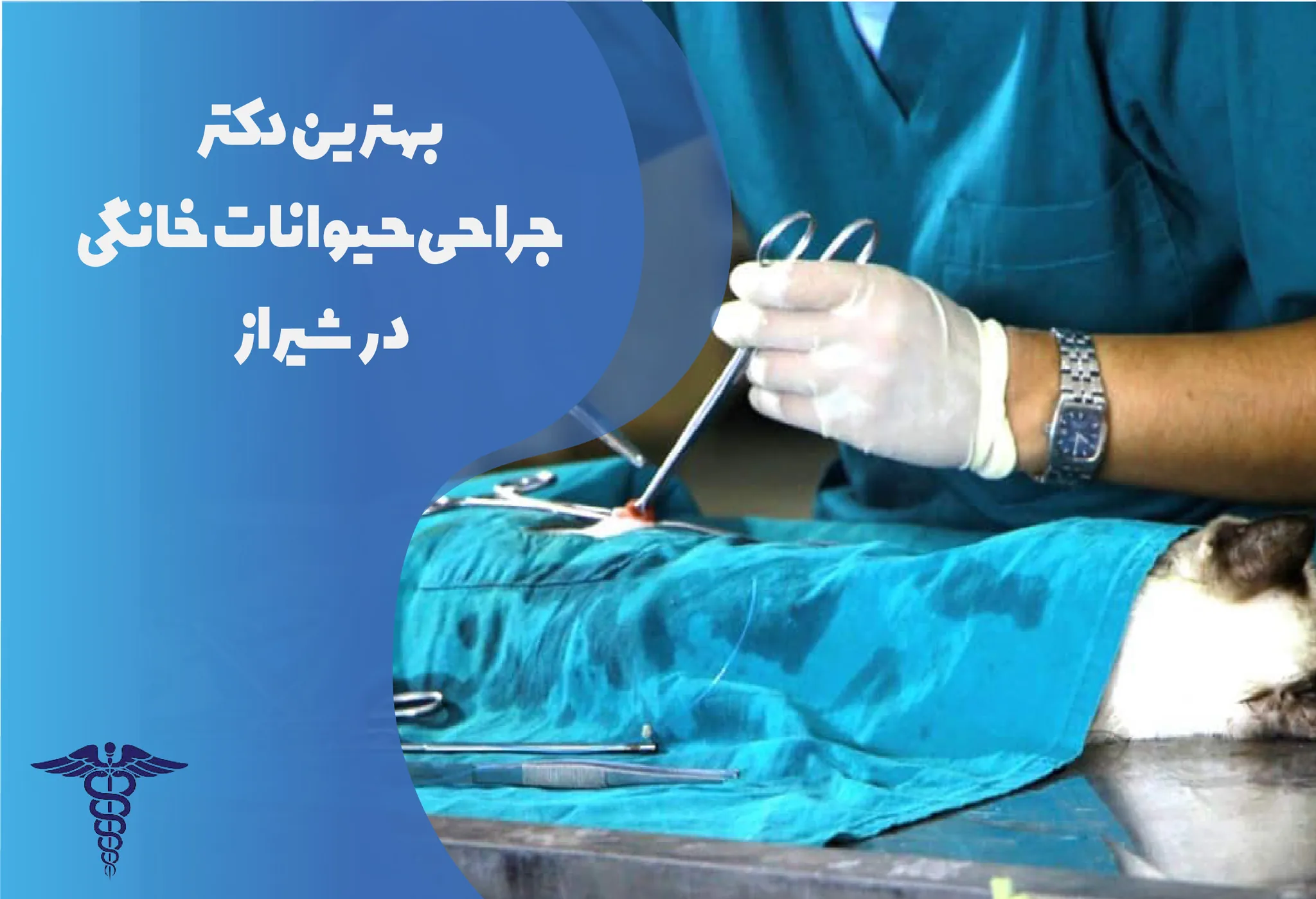 معرفی 12 مرکز برتر جراحی حیوانات خانگی در شیراز – بهترین مرکز جراحی حیوانات خانگی شیراز کجاست؟