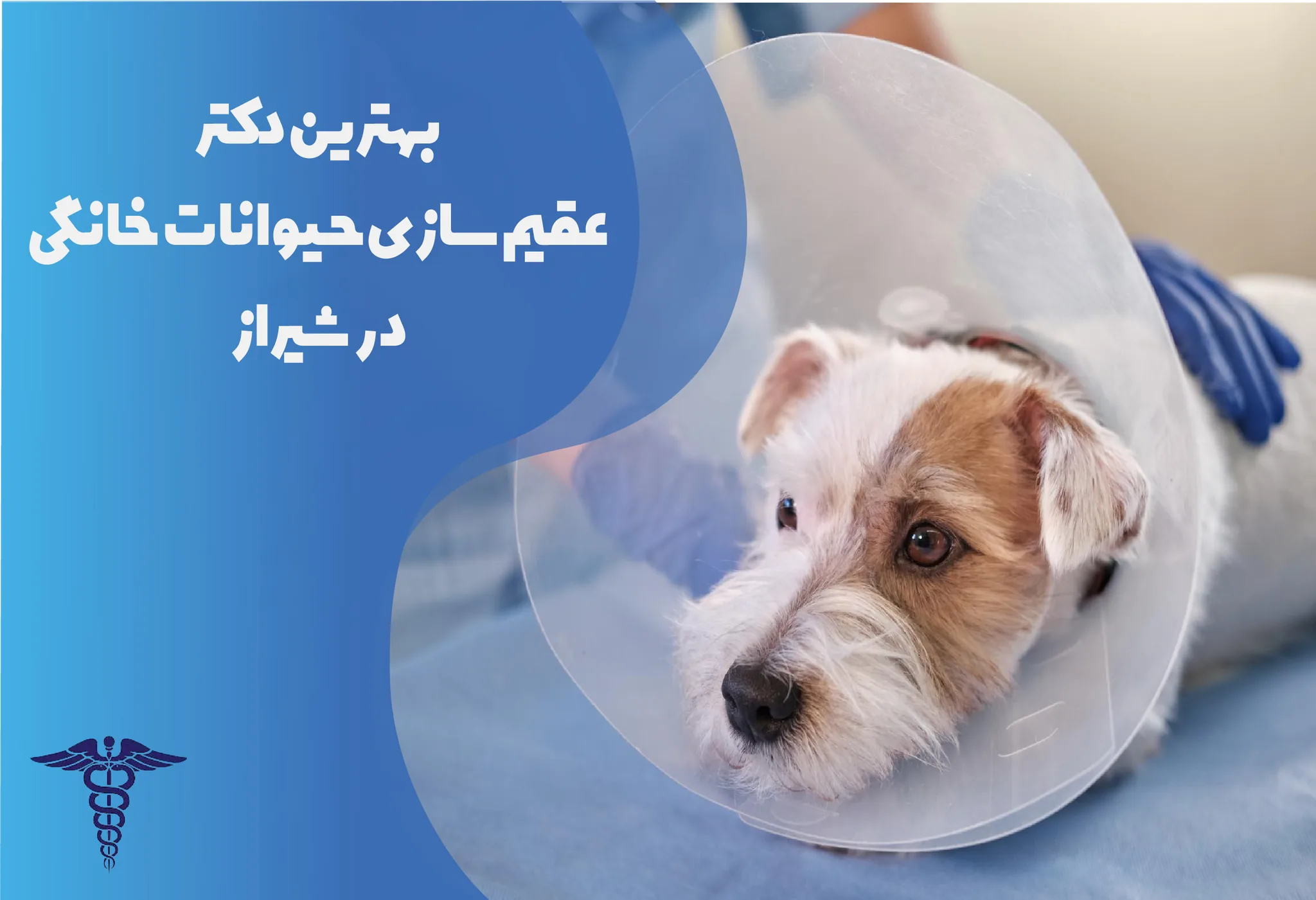 معرفی 12 مرکز برتر عقیم‌سازی حیوانات خانگی در شیراز – بهترین مرکز عقیم‌سازی حیوانات خانگی شیراز کیست؟